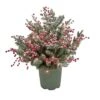 National Tree Company 28" HGTV Home Collection Pre-Lit Frosted Traditions Planter Filler -National Tree Company HGTFG63 30128UB
