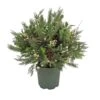 National Tree Company 28" HGTV Home Collection Pre-Lit Holly And Berry Planter Filler -National Tree Company HGTHY63 30028UB